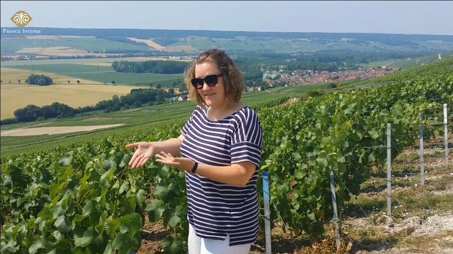 From Reims: Champagne Day Trip to 3 Family Domains & Lunch - A short Reims orientation before the vineyards