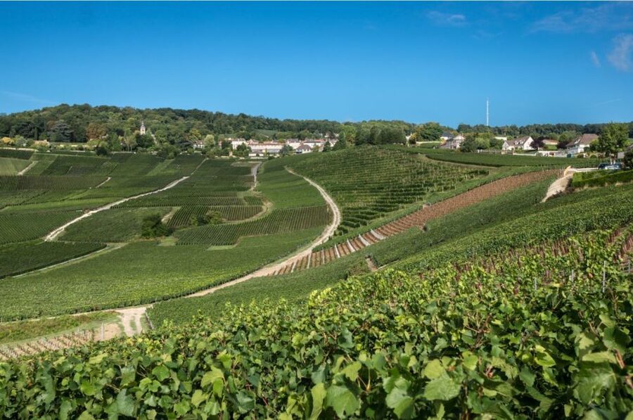 From Reims: Champagne Day Trip to 3 Family Domains & Lunch - The second and third estate visits