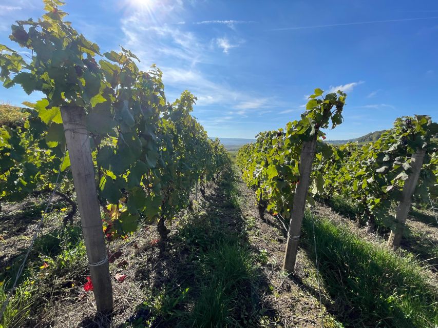 From Reims/Epernay: Champagne half-day tour (small group) - The road through the Montagne de Reims and Marne Valley