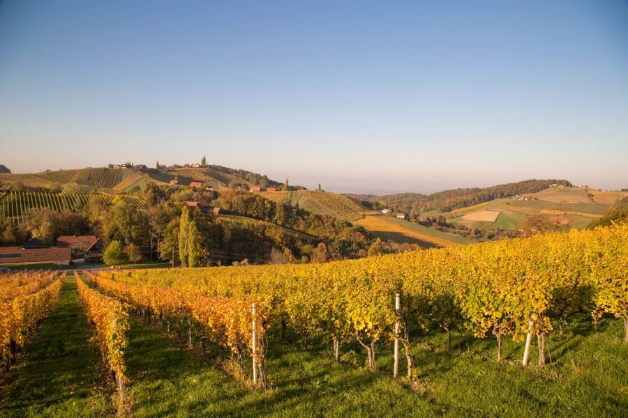From Tours: Loire Valley Wineries Day Trip with Tastings - What this Loire Valley wine day is really about