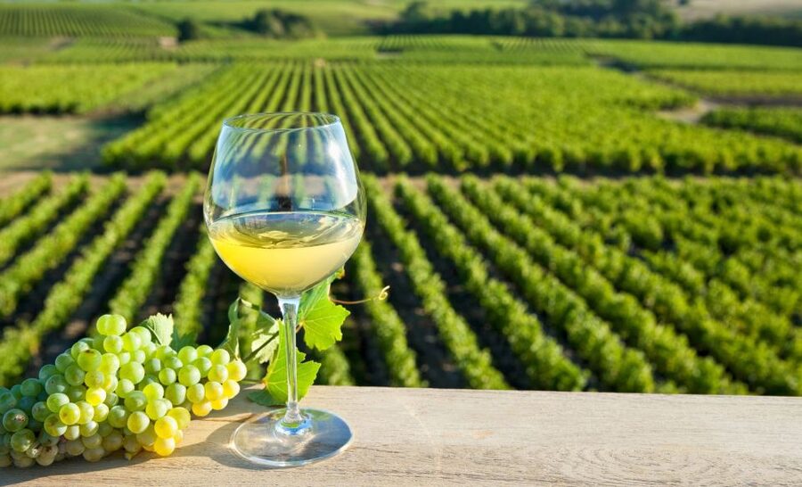 From Tours: Loire Valley Wineries Day Trip with Tastings - The first tasting and the language of terroir