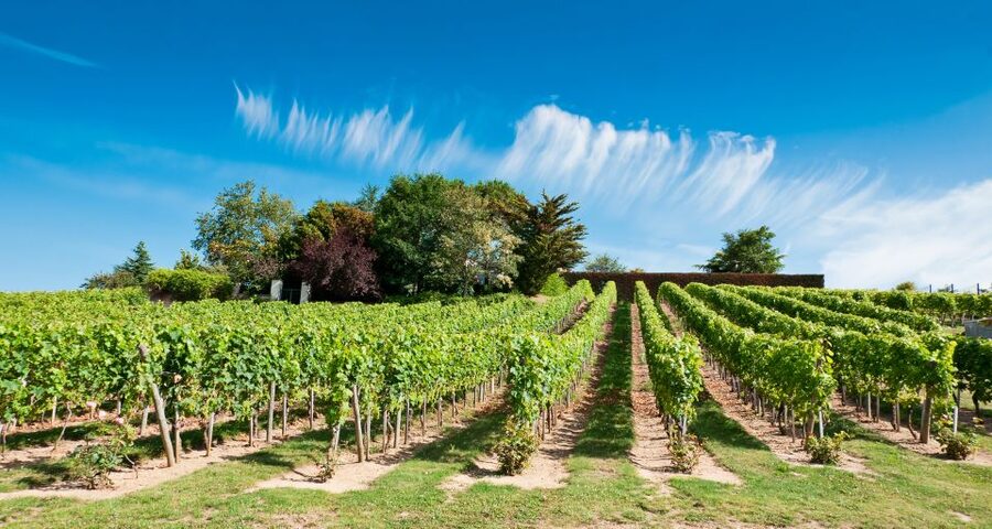 From Tours: Loire Valley Wineries Day Trip with Tastings - The Bourgueil winery and the value of comparison