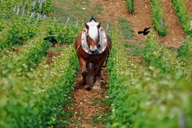 Full-Day Private Tour, 6 Premiers & Grands Crus, The Best of Burgundy - Why this private Burgundy day works