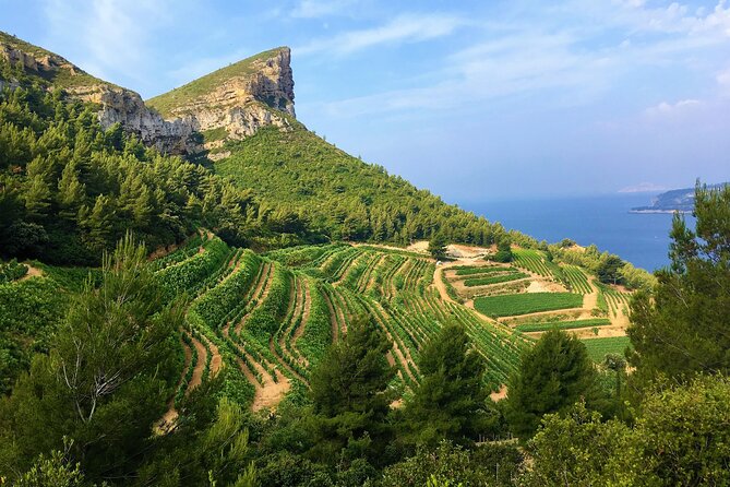 Full-day Wine Tour around Bandol & Cassis from Marseille - Key points at a glance