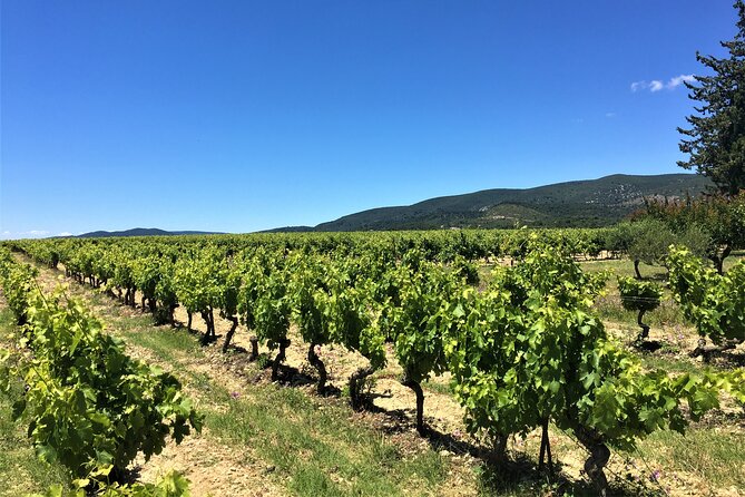 Full-Day Wine Tour around Luberon from Marseille - From Marseille to the Luberon vineyards