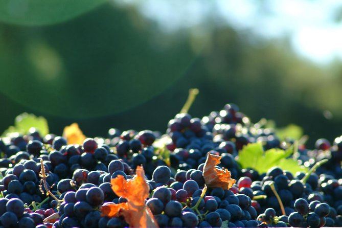 Full-Day Wine Tour around Luberon from Marseille - The afternoon winery completes the picture