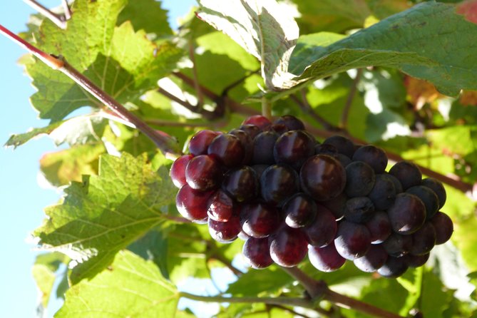 Golden stones Beaujolais Wine Tour with Tastings from Lyon - What the wine itself is like