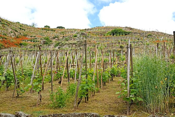 Guided Day Tour and Wine Tasting Northern Rhône Valley - Is $203.05 a fair price?