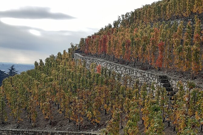 Guided tour and wine tasting Northern Rhône Valley - What Justine adds to the experience