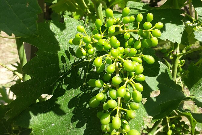 Guided tour and wine tasting Northern Rhône Valley - Price, group size, and what you receive