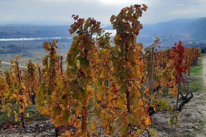 Guided tour and wine tasting Northern Rhône Valley - Who should choose this tour