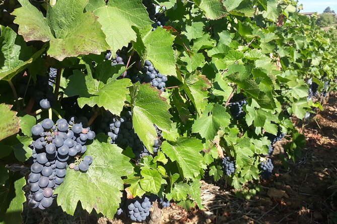 Guided tour and wine tasting Northern Rhône Valley - Leaving Lyon for Condrieu’s steep slopes