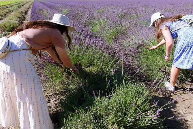 Guided tour Distillery of Lavender between Nîmes & Arles - Who should choose this distillery visit