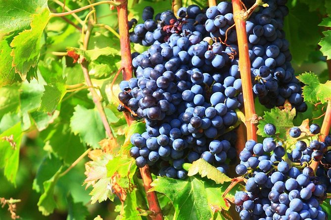 Half Day Great Vineyard Tour from Avignon - What happens at the tastings