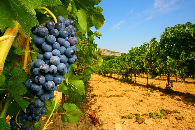 Half Day Great Vineyard Tour from Avignon - Châteauneuf-du-Pape and the Southern Rhône route