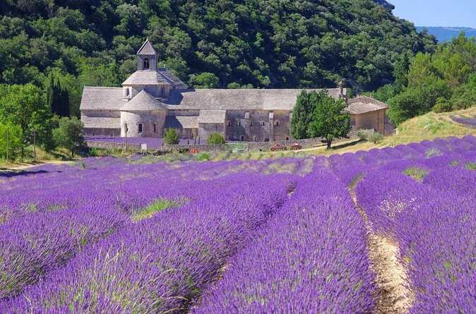 Half Day Lavender Road in Sault from Avignon - Key points to know before booking