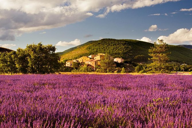Half Day Lavender Road in Sault from Avignon - From Avignon to Sault, the long road is part of the trip