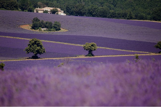 Half Day Lavender Road in Sault from Avignon - Gordes in 15 minutes