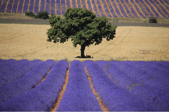 Half Day Lavender Road in Sault from Avignon - Five hours, and the problem of limited field time