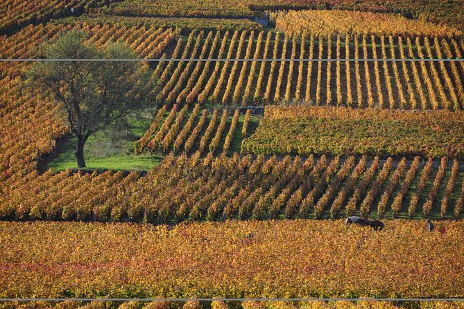 Half Day Tour of the Cote de Nuits Vineyards from Dijon - Driving the Côte de Nuits Wine Route