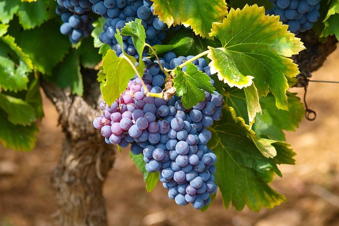 Half-Day Wine Tasting and Saint Paul de Vence Tour from Nice - Why this Nice half-day tour works