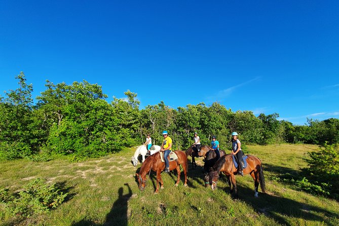 Horse ride in Haute Provence Luberon and Forcalquier - The horse care is part of the experience