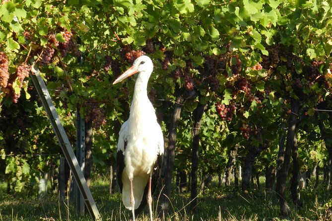 ICONICS Tour: 1/2 day on the Wine Route, visit of 2 Villages + Tasting. - Anna’s guiding style