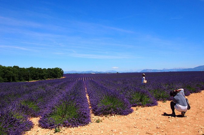 Lavender Fields Tour in Valensole from Marseille - Timing, weather, and the lavender season