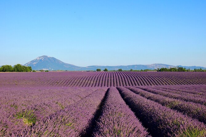 Lavender Fields Tour in Valensole from Marseille - Who will enjoy this outing most