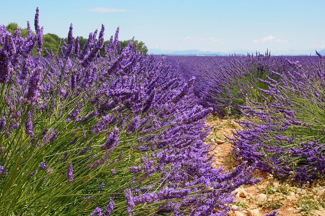 Lavender Fields Tour in Valensole from Marseille - Photo time without a rushed checklist