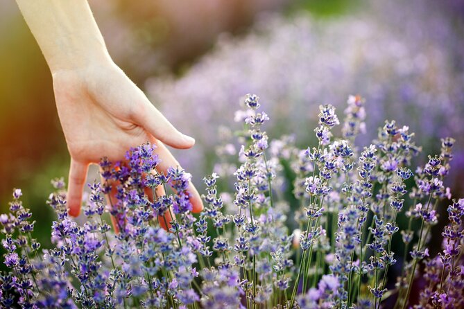 Lavender Route - Small-Group Day Trip from Avignon - Two hours in Roussillon and the Ochre Path