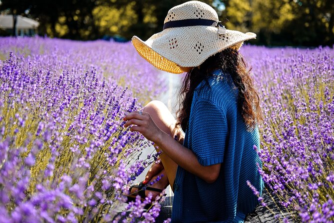 Lavender Route - Small-Group Day Trip from Avignon - Finding the best lavender fields of the day