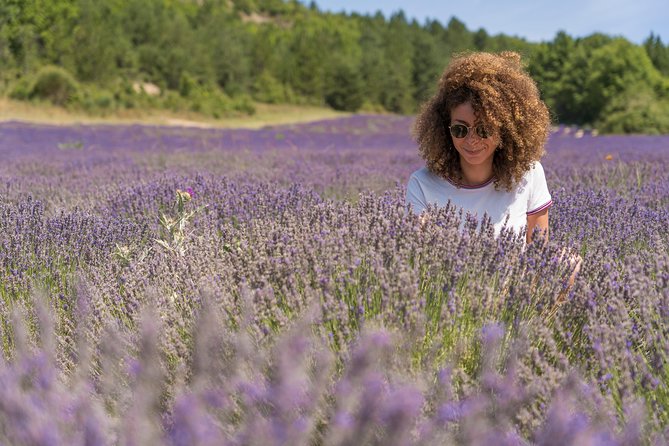 Lavender Small-Group Tour In Valensole from Marseille - Two hours among the lavender on the Valensole Plateau