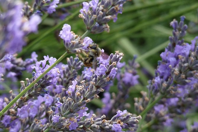 Lavender Small-Group Tour In Valensole from Marseille - Lunch and village time in Moustiers-Sainte-Marie