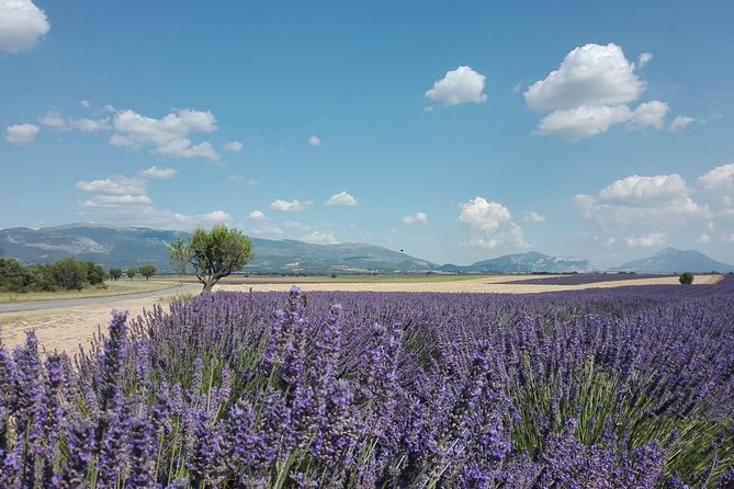 Lavender Small-Group Tour In Valensole from Marseille - The real value of the $191.88 price