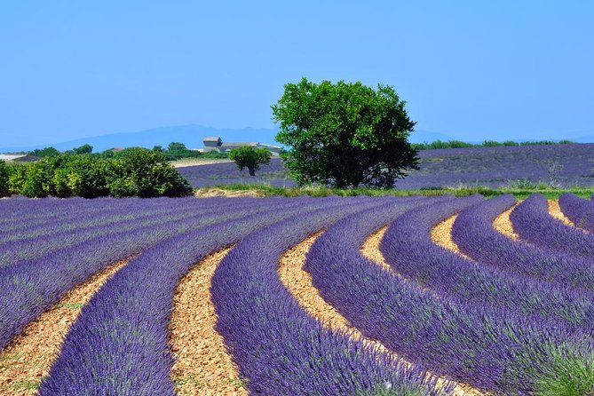 Lavender Small-Group Tour In Valensole from Marseille - Starting at Marseille’s Old Port