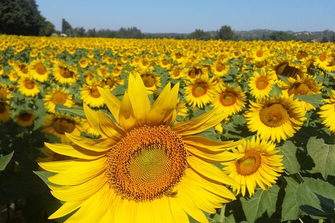 Luberon, Roussillon & Gordes Half-Day Tour from Avignon - Fontaine de Vaucluse, the most changeable stop