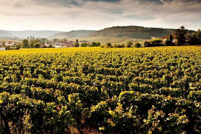 Luxury Luxury Wine Tour Experience - Why Burgundy needs a full day
