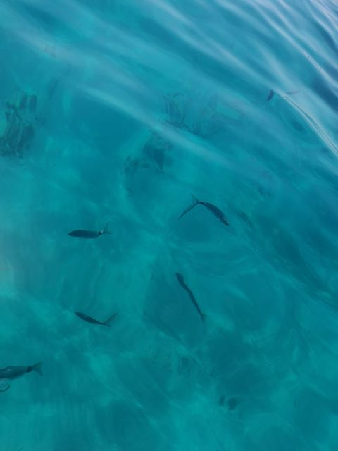 Marseille: Sunset Frioul Archipelago Boat Cruise - Swimming, coves, and the onboard shower