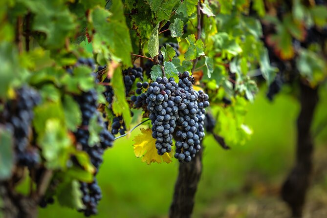Médoc Region Half-Day Wine Tour with Winery Visit & Tastings from Bordeaux - From Bordeaux to the Médoc vineyards