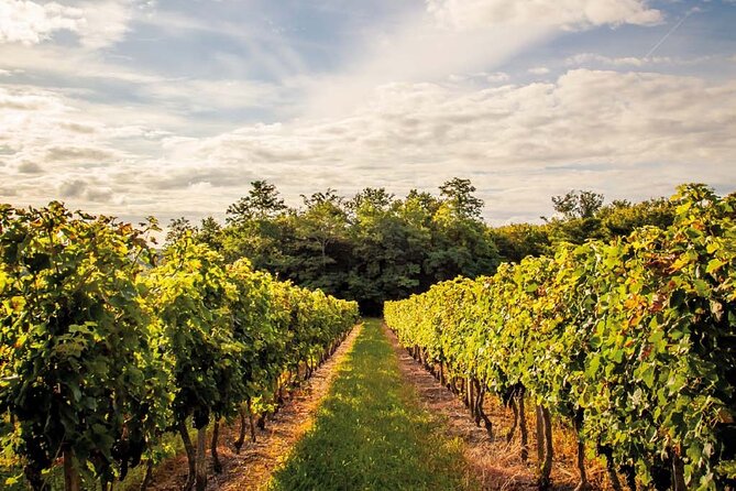 Médoc Region Half-Day Wine Tour with Winery Visit & Tastings from Bordeaux - Who should take this tour?