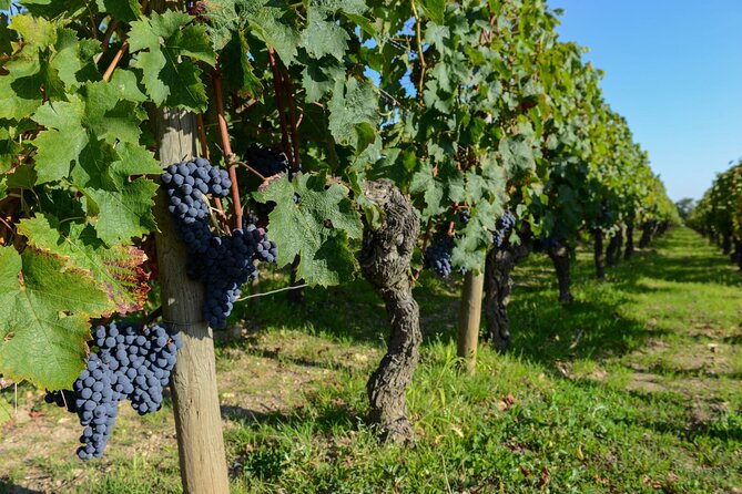 Medoc Region Wine Day Trip with Vineyard Visits & Tastings from Bordeaux - The guide can shape the whole day