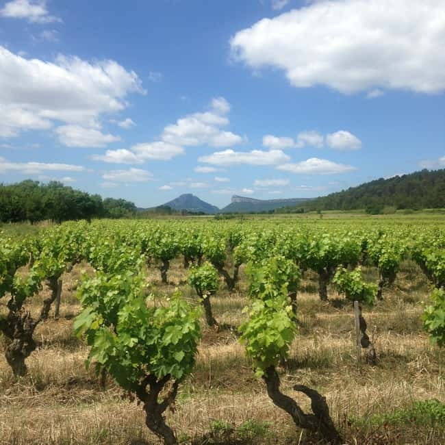 Montpellier: Pic Saint-Loup Wine Tour - What the five-hour schedule feels like