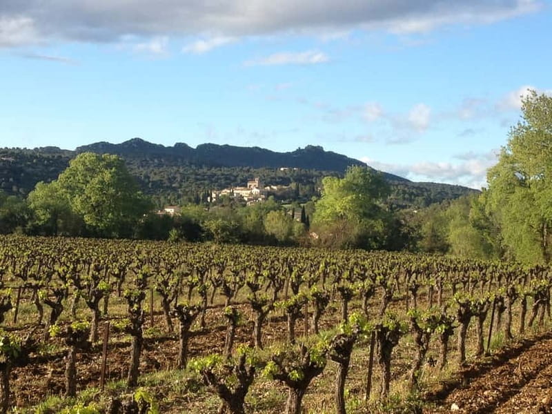 Montpellier: Pic Saint-Loup Wine Tour - Is $99 a fair price?