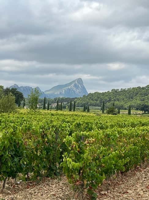 Montpellier: Pic Saint-Loup Wine Tour - Meeting Bertrand in central Montpellier