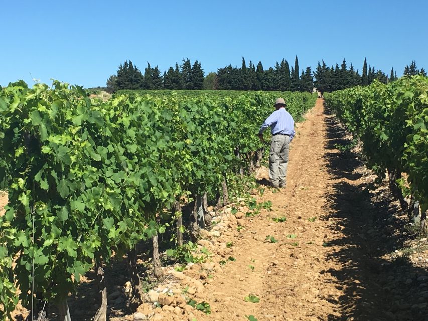 Montpellier Wine and Oyster Tour - Why this wine and oyster pairing works