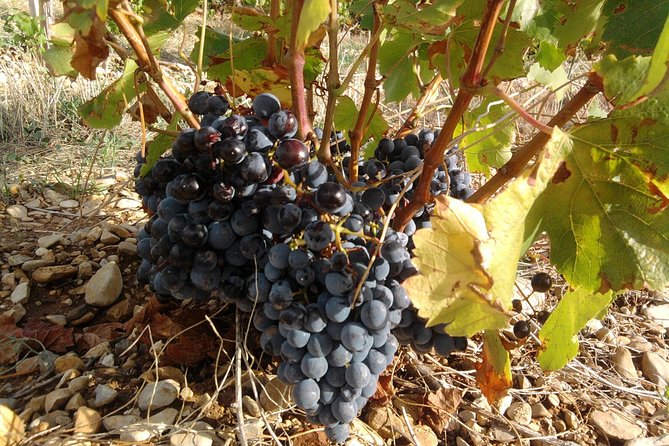 Morning Wine Tour to Chateauneuf du Pape from Avignon - How the tasting works