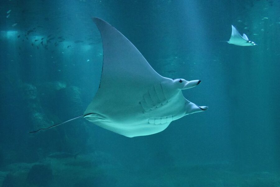 Nausicaá National Sea Center: Full-Day Entry Ticket - Key points at a glance