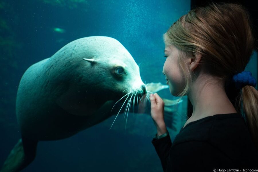 Nausicaá National Sea Center: Full-Day Entry Ticket - Should you book the full-day ticket?