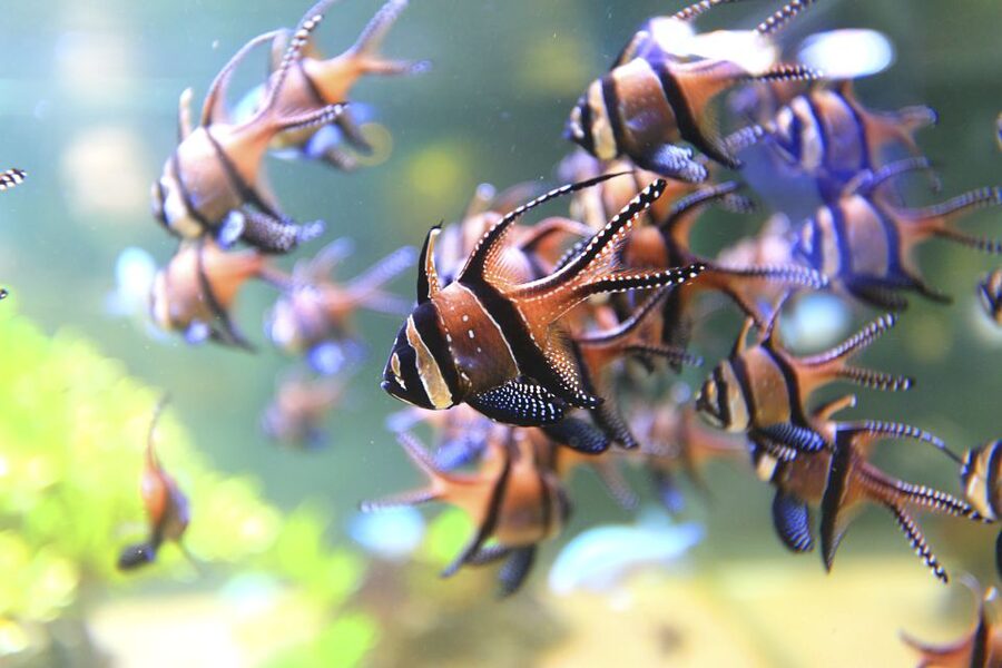 Nausicaá National Sea Center: Full-Day Entry Ticket - Expect about 4.5 hours, but choose your own pace